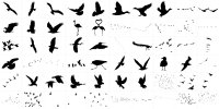 Birds and Flocks.jpg